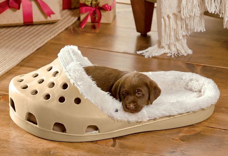 fun dog beds