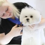 Pamper Your Pet with Mobile Pet Grooming Services in Katy, TX