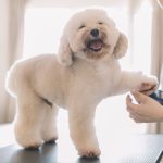 Pet Grooming for All Seasons: Adjusting Your Routine