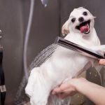 Canine grooming will help the dog to get freed from dirt