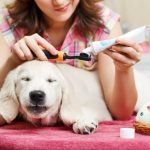 Dos and don’ts of pet grooming services every pet owner should know