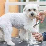 Pet grooming services at the doorstep