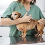 Unlocking the Secrets of Huntington Animal Hospital